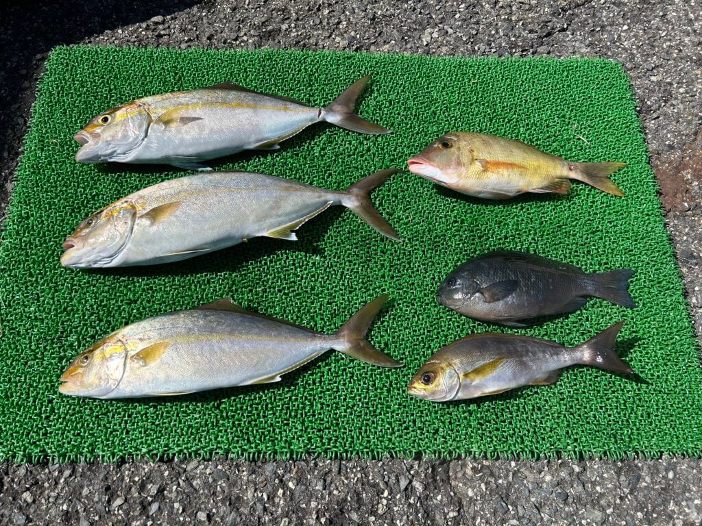 山陰 浜田港 渡船 金時丸 2025年9月22日 波止 釣果報告1