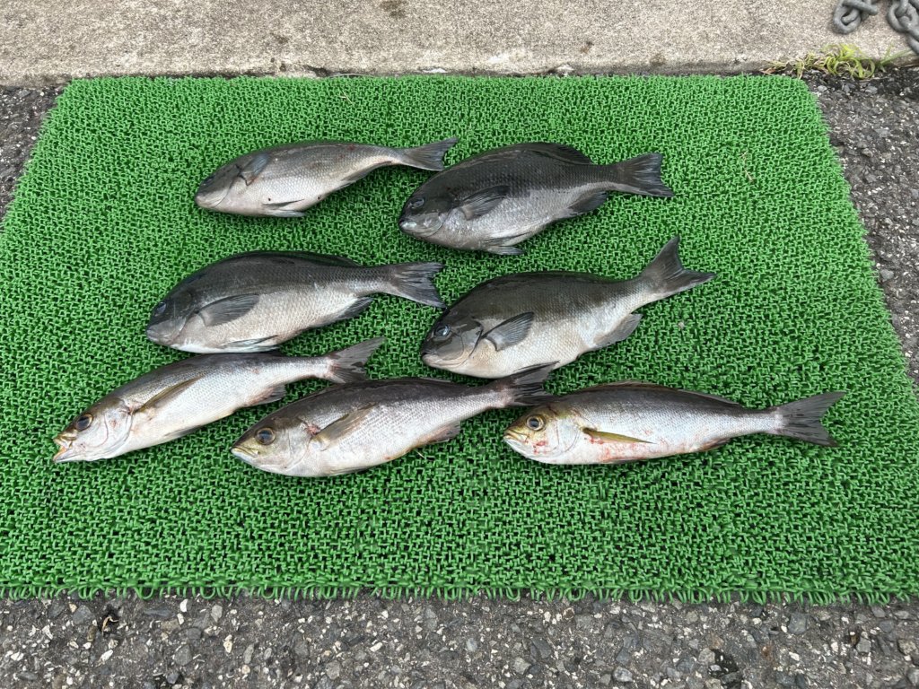 山陰 浜田港 渡船 金時丸 2025年9月24日 波止 釣果報告1