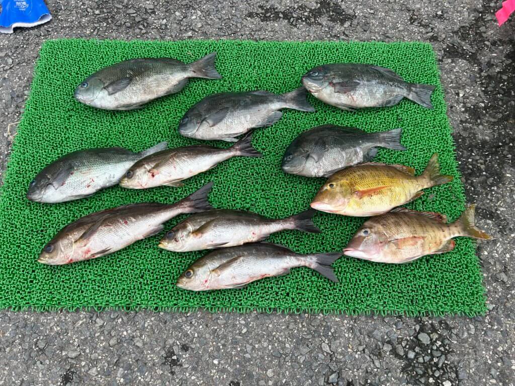 山陰 浜田港 渡船 慶禄 2025年9月24日磯 釣果報告3