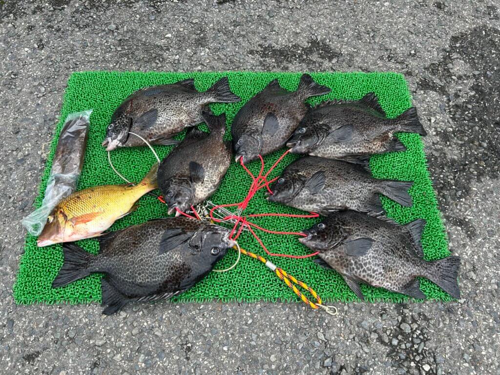 山陰 浜田港 渡船 慶禄 2025年9月24日磯 釣果報告2