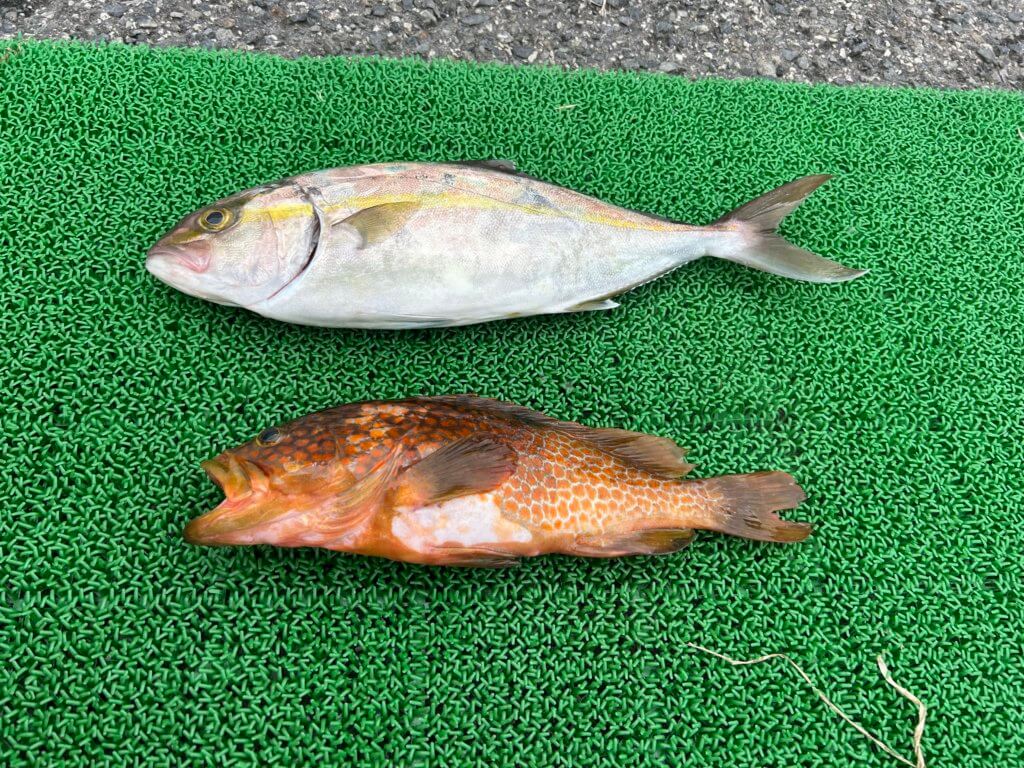 山陰 浜田港 渡船 慶禄 2025年9月24日磯 釣果報告1