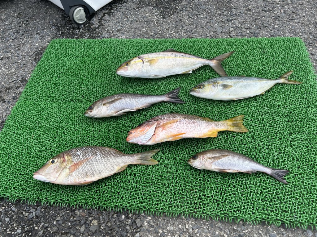 山陰 浜田港 渡船 金時丸 2025年9月24日 波止 釣果報告3