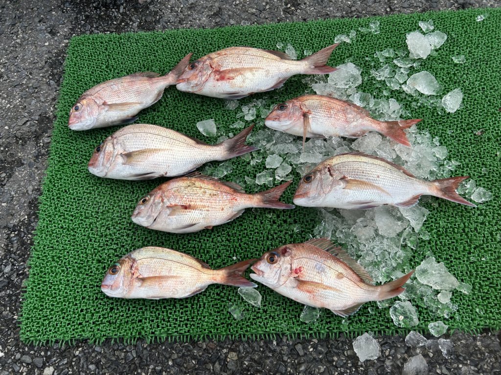 山陰 浜田港 渡船 金時丸 2025年9月24日 波止 釣果報告2