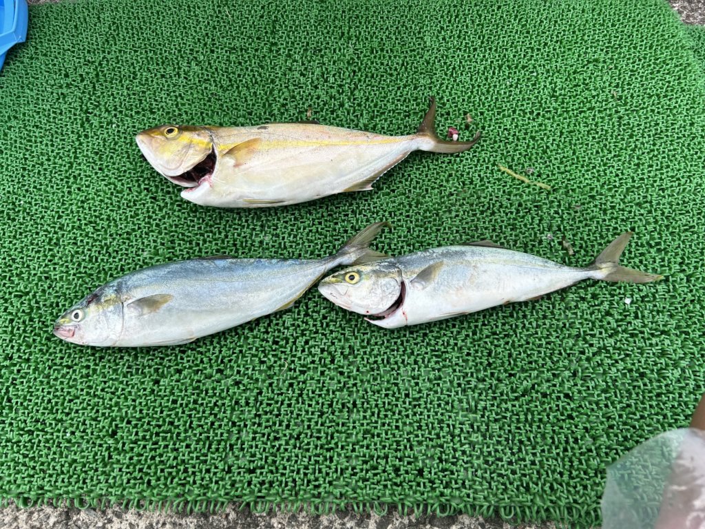 山陰 浜田港 渡船 金時丸 2025年9月25日 波止 釣果報告1