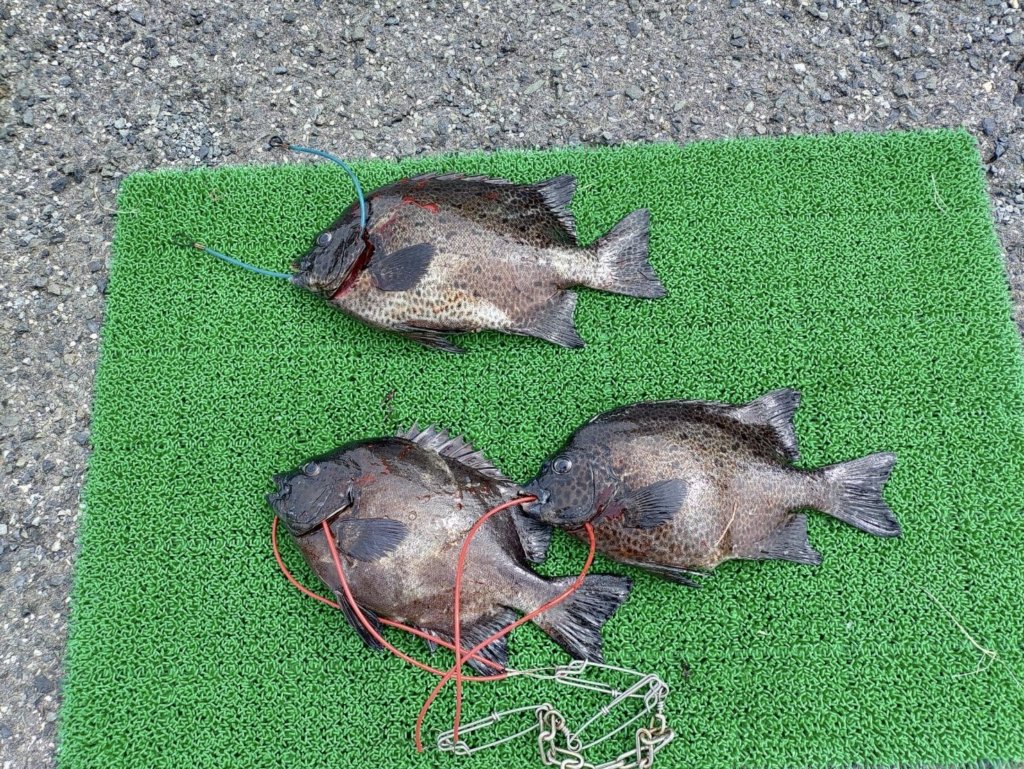 山陰 浜田港 渡船 金時丸 2025年9月25日 波止 釣果報告2