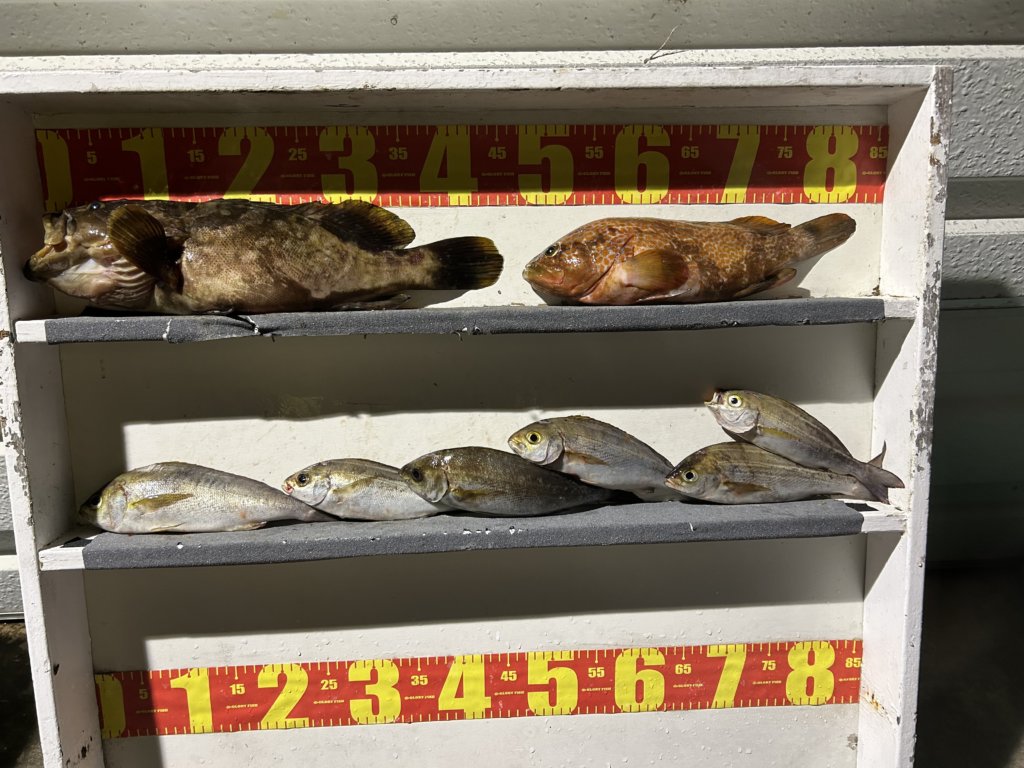 山陰 浜田港 渡船 金時丸 2025年9月26日 波止 釣果報告1