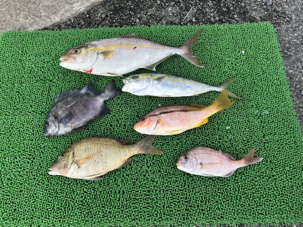 山陰 浜田港 渡船 金時丸 2025年9月26日 波止 釣果報告2