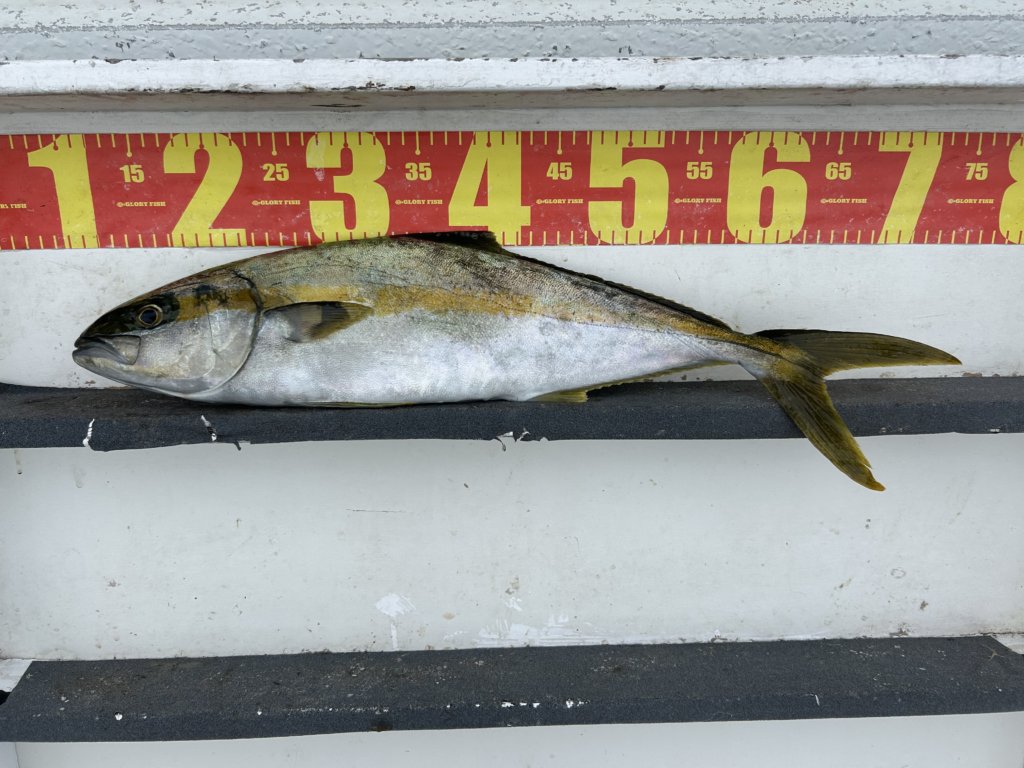 山陰 浜田港 渡船 金時丸 2025年9月27日 波止 釣果報告2