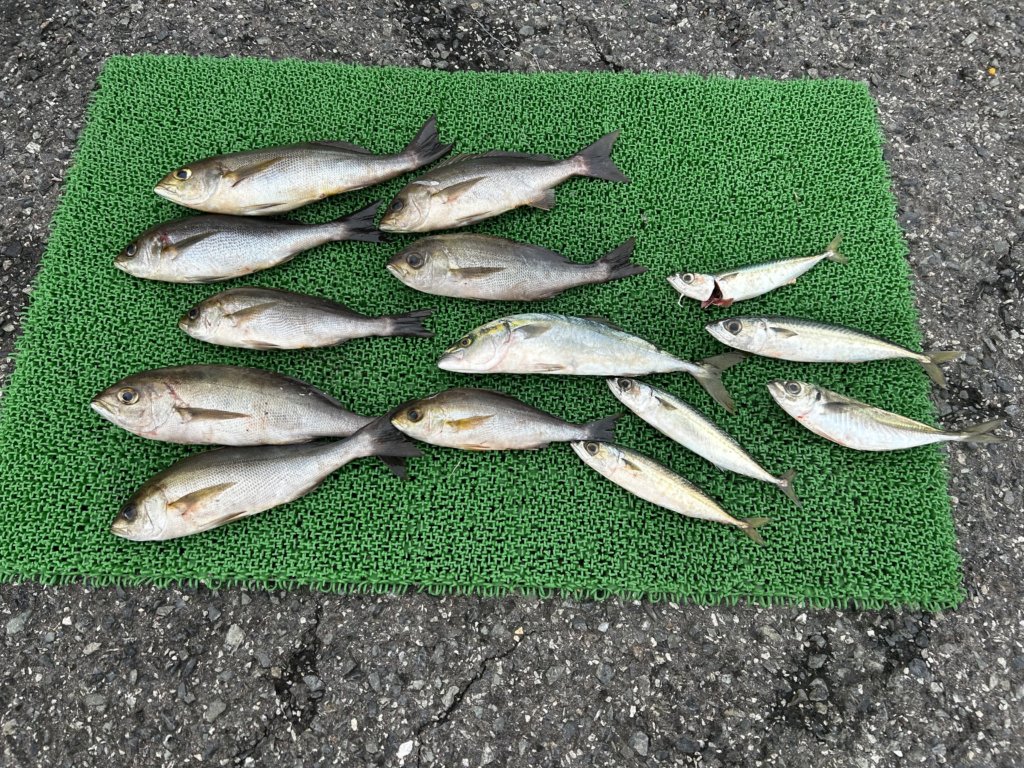 山陰 浜田港 渡船 金時丸 2025年9月27日 波止 釣果報告3