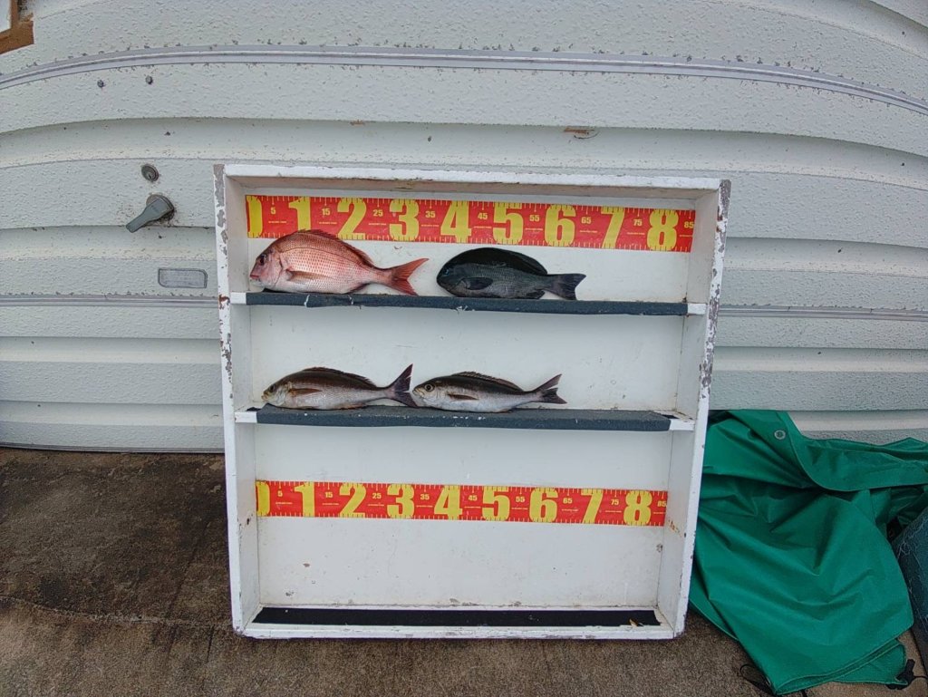 山陰 浜田港 渡船 慶禄 2025年9月27日磯 釣果報告3