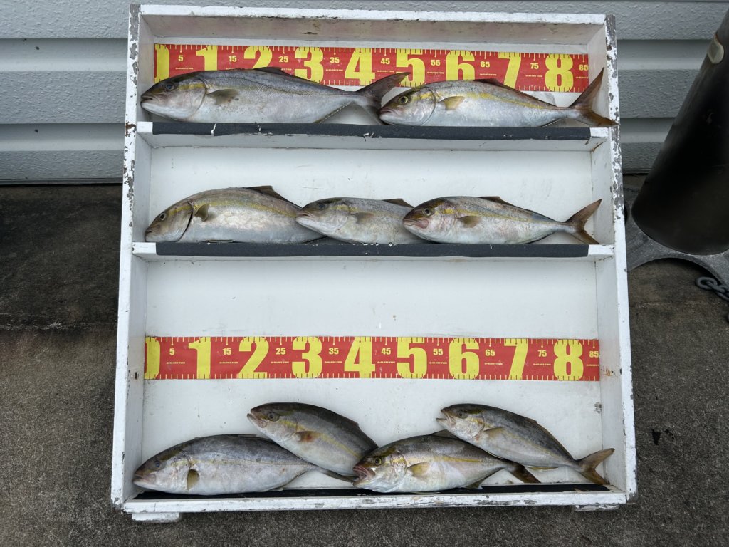 山陰 浜田港 渡船 金時丸 2025年9月28日 波止 釣果報告1