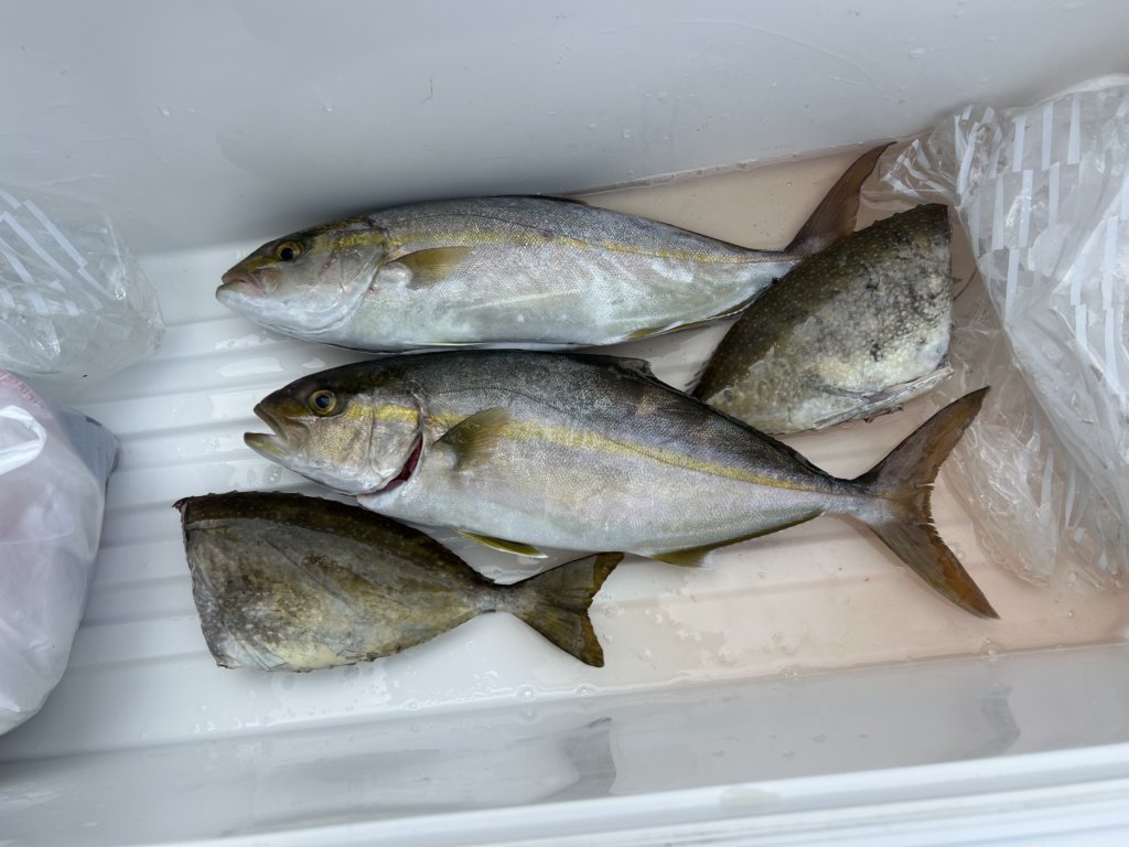 山陰 浜田港 渡船 金時丸 2025年9月28日 波止 釣果報告4