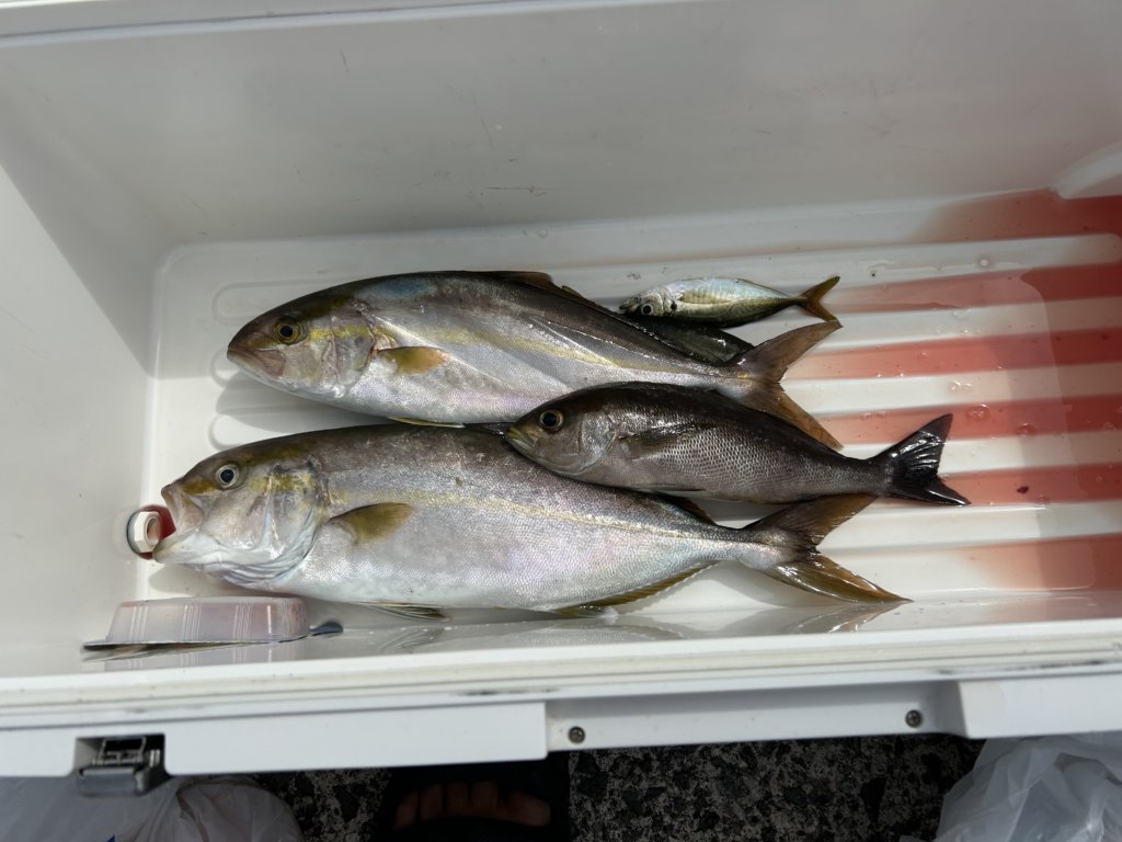 山陰 浜田港 渡船 金時丸 2025年9月28日 波止 釣果報告5