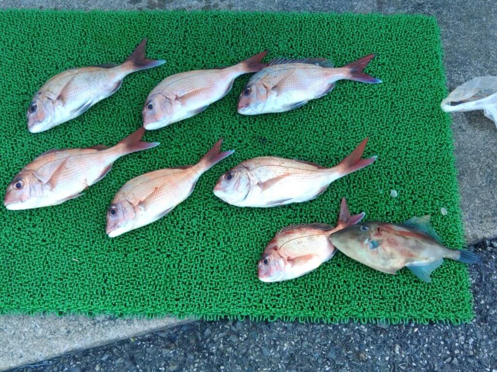 山陰 浜田港 渡船 金時丸 2025年10月1日 波止 釣果報告3