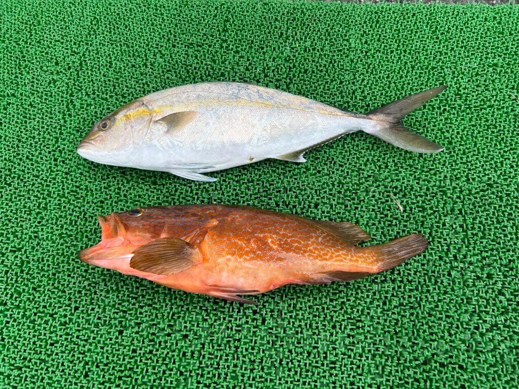 山陰 浜田港 渡船 金時丸 2025年10月2日 波止 釣果報告2