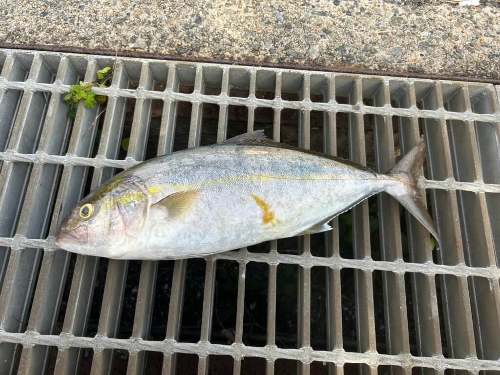 山陰 浜田港 渡船 金時丸 2025年10月2日 波止 釣果報告3