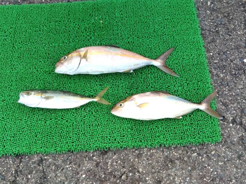 山陰 浜田港 渡船 金時丸 2025年10月2日 波止 釣果報告1