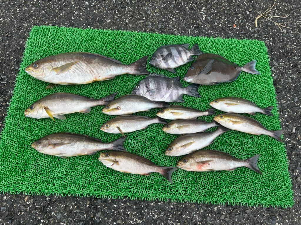 山陰 浜田港 渡船 金時丸 2025年10月3日 波止 釣果報告2