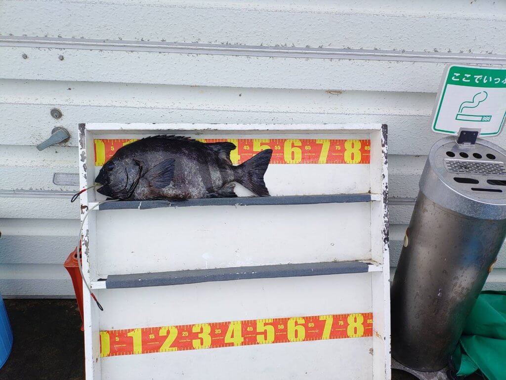 山陰 浜田港 渡船 慶禄 2025年10月4日磯 釣果報告2