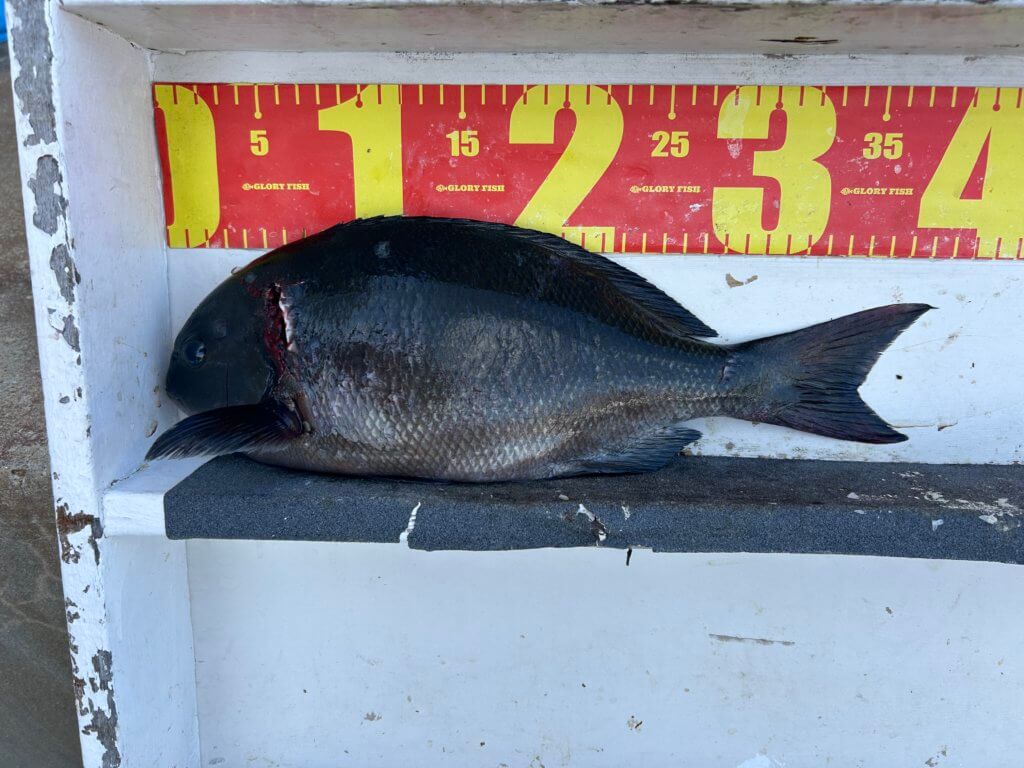 山陰 浜田港 渡船 慶禄 2025年11月7日磯 釣果報告3