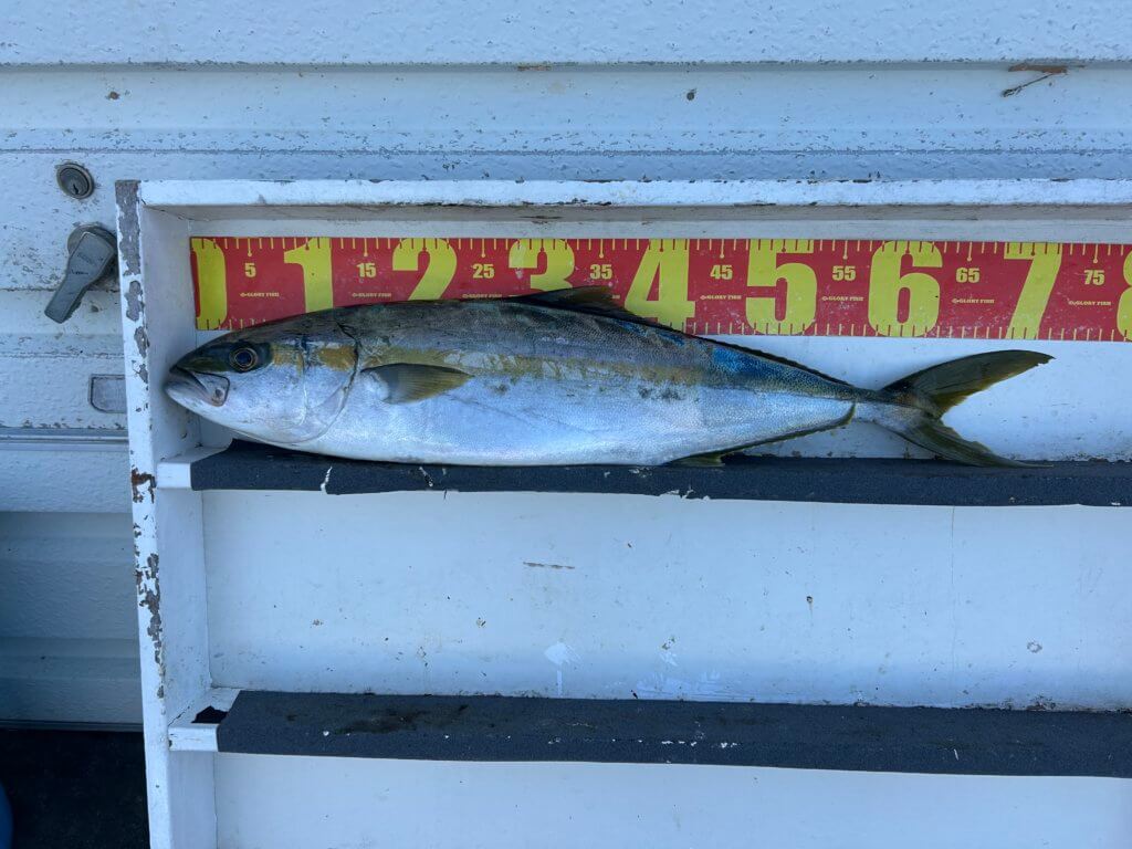 山陰 浜田港 渡船 金時丸 2025年11月7日 波止 釣果報告1