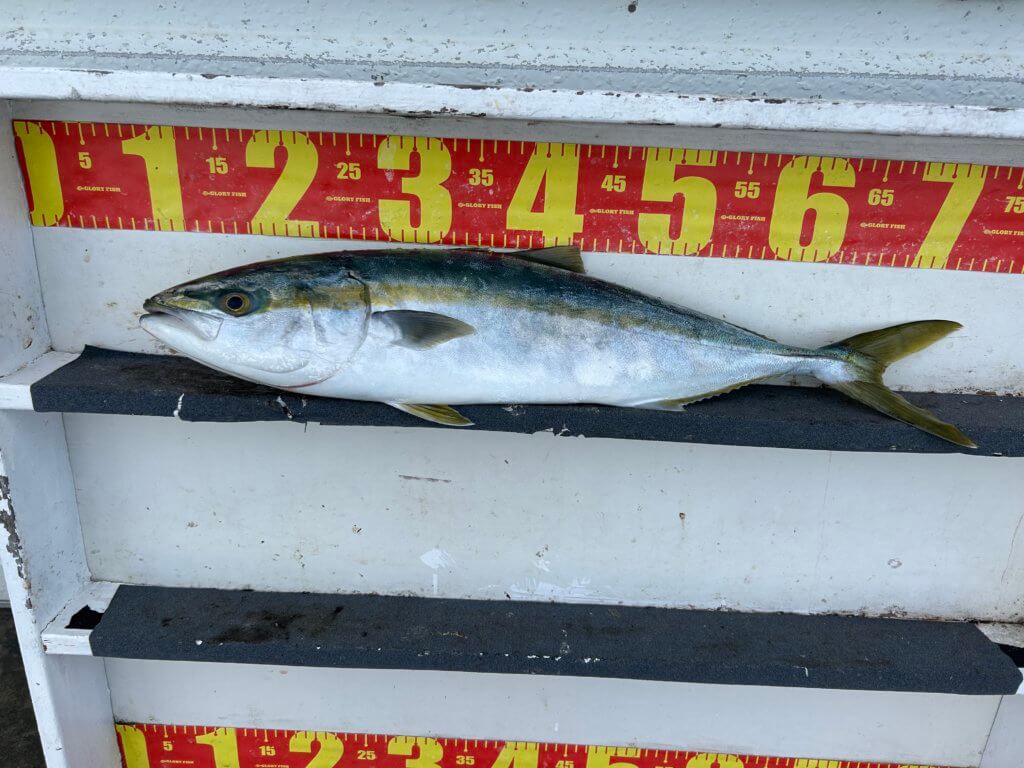 山陰 浜田港 渡船 金時丸 2025年11月8日 波止 釣果報告4