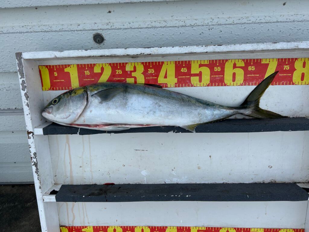 山陰 浜田港 渡船 慶禄 2025年11月8日磯 釣果報告4