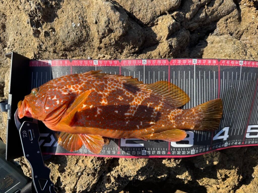 山陰 浜田港 渡船 慶禄 2025年11月8日磯 釣果報告2