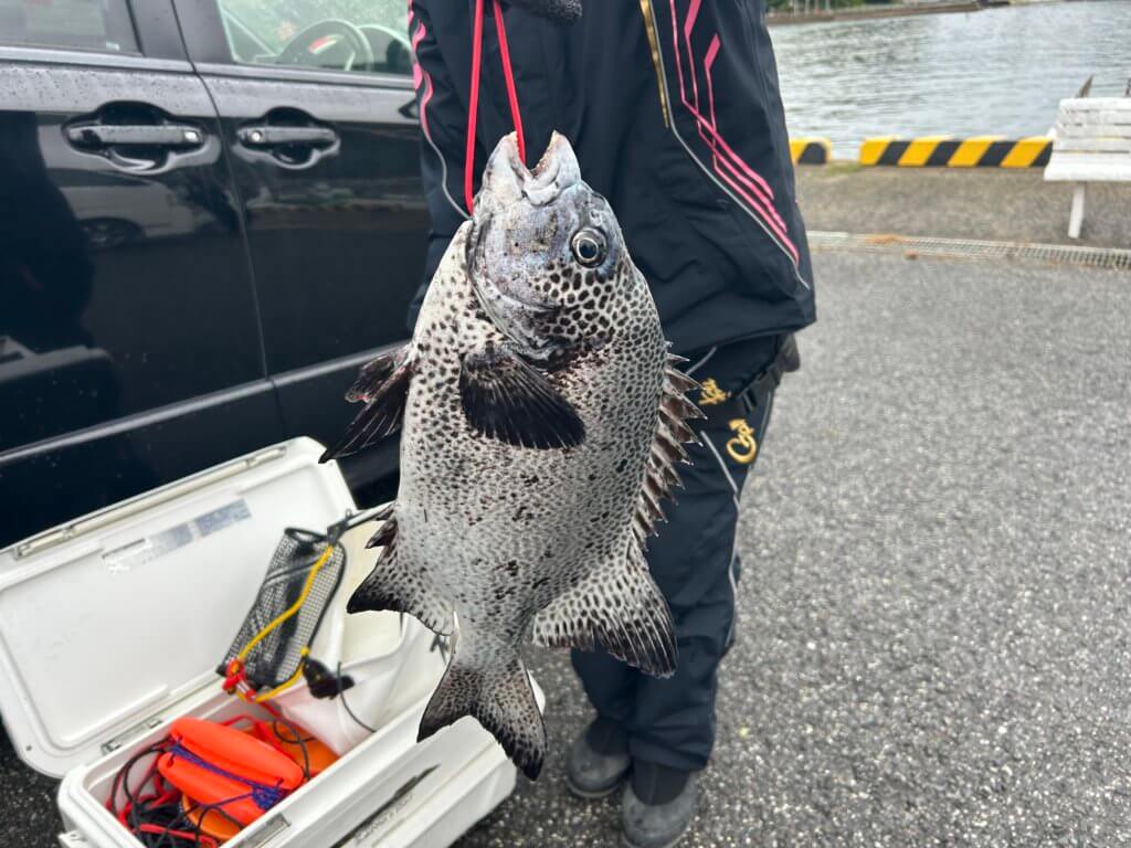 山陰 浜田港 渡船 慶禄 2025年11月9日磯 釣果報告1