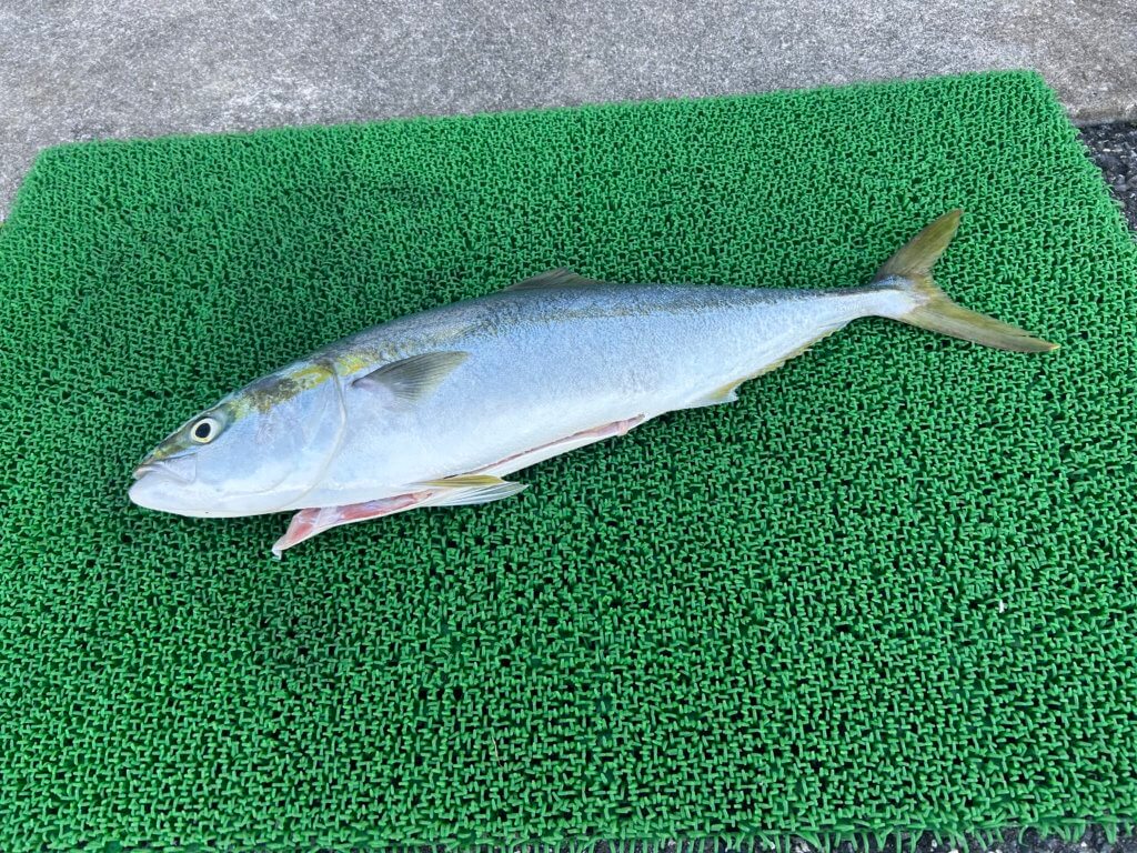 山陰 浜田港 渡船 金時丸 2025年11月11日 波止 釣果報告2