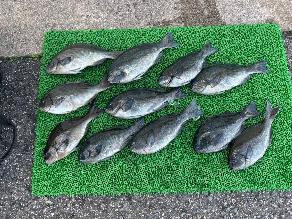 山陰 浜田港 渡船 金時丸 2025年11月11日 波止 釣果報告3