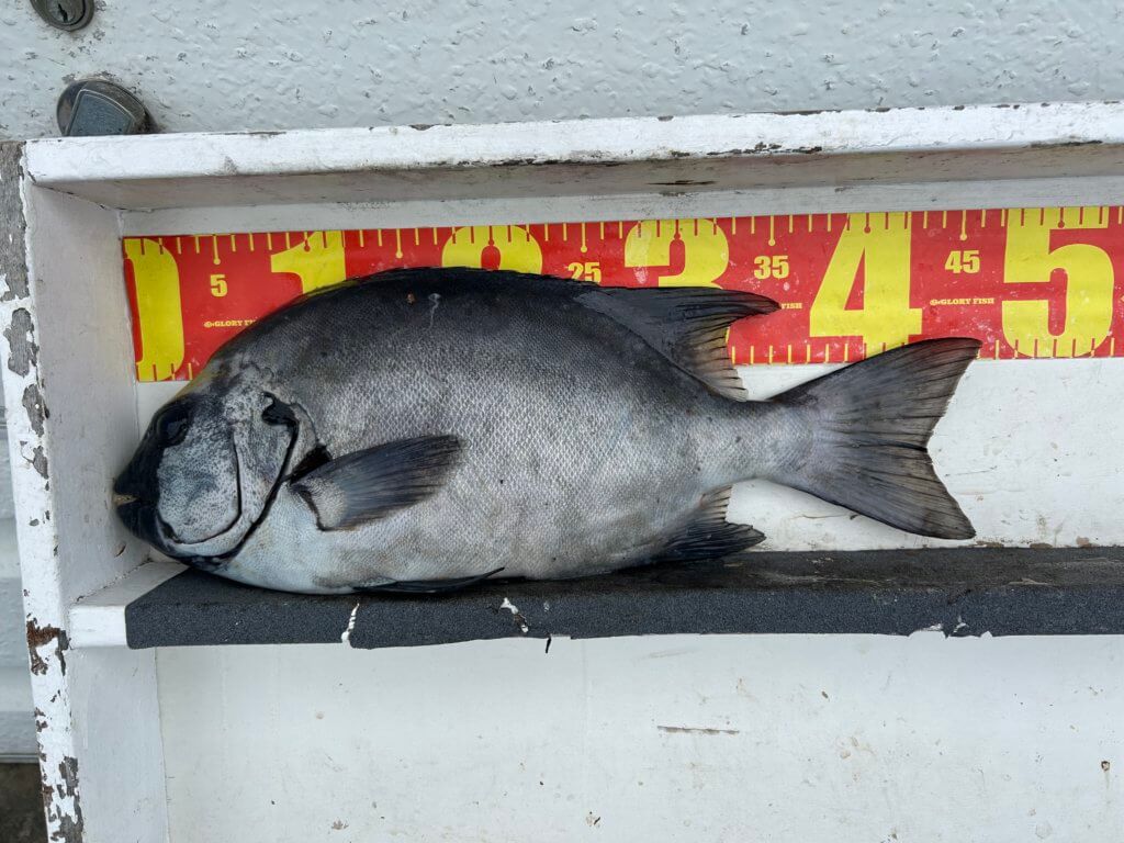 山陰 浜田港 渡船 金時丸 2025年11月12日 波止 釣果報告2