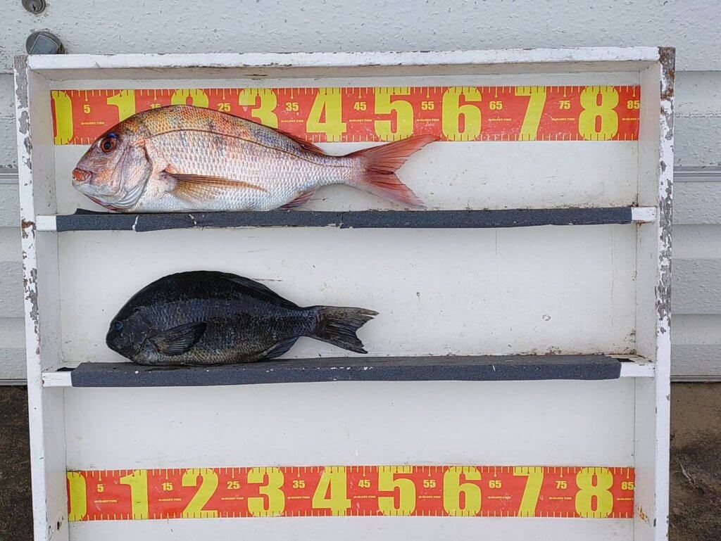 山陰 浜田港 渡船 慶禄 2025年11月12日磯 釣果報告2