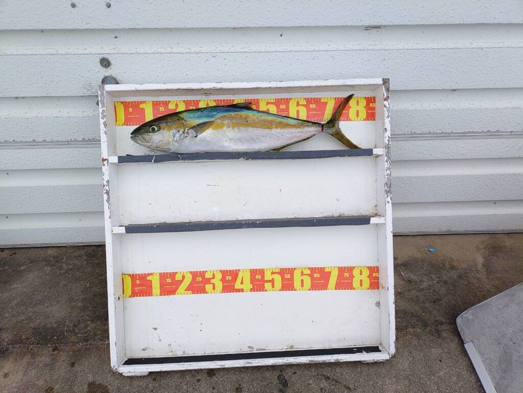 山陰 浜田港 渡船 慶禄 2025年11月12日磯 釣果報告1