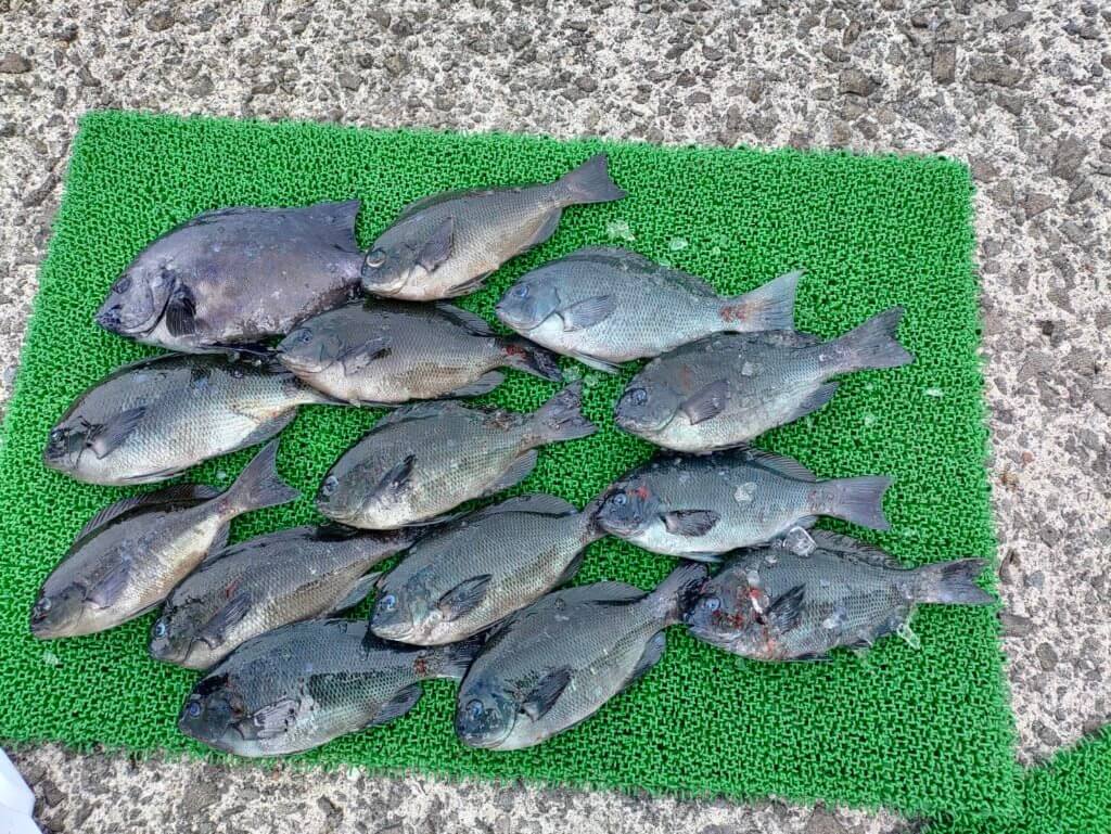 山陰 浜田港 渡船 慶禄 2025年11月12日磯 釣果報告3