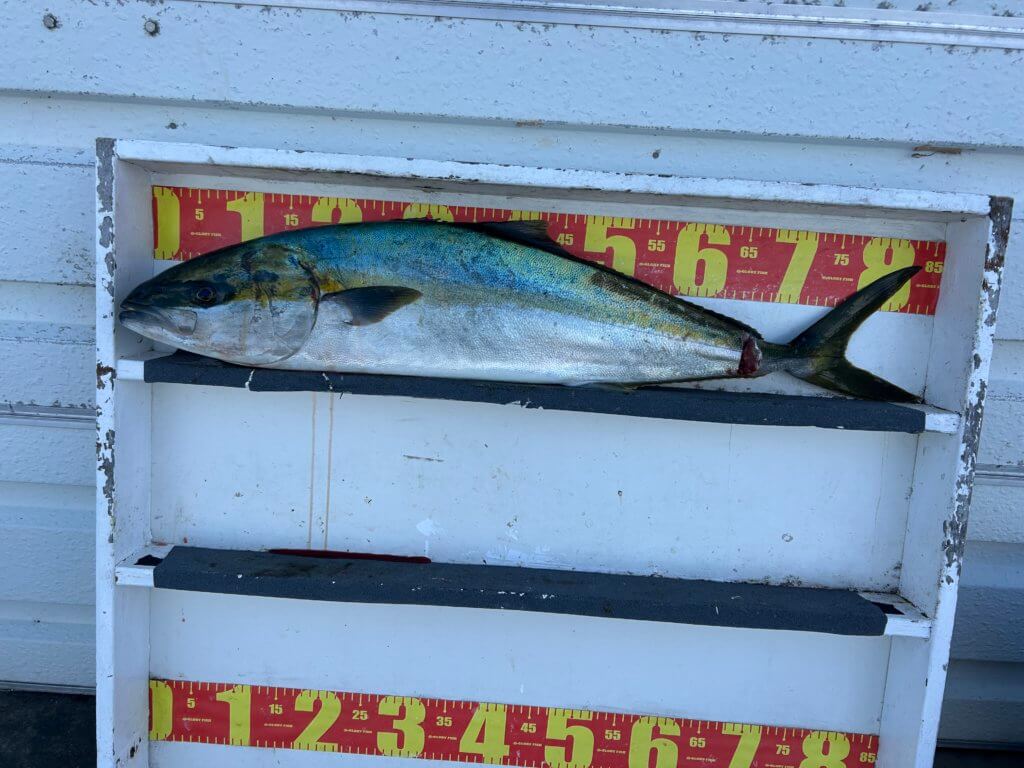 山陰 浜田港 渡船 金時丸 2025年11月14日 波止 釣果報告4