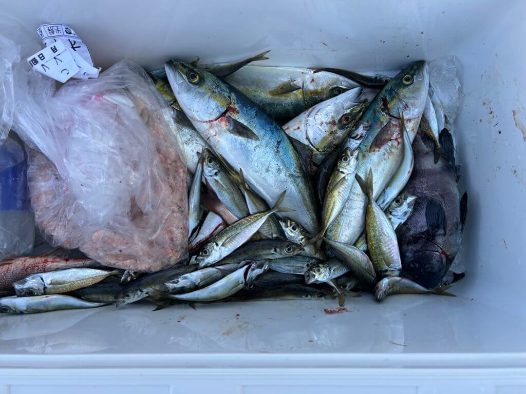 山陰 浜田港 渡船 金時丸 2025年11月14日 波止 釣果報告3