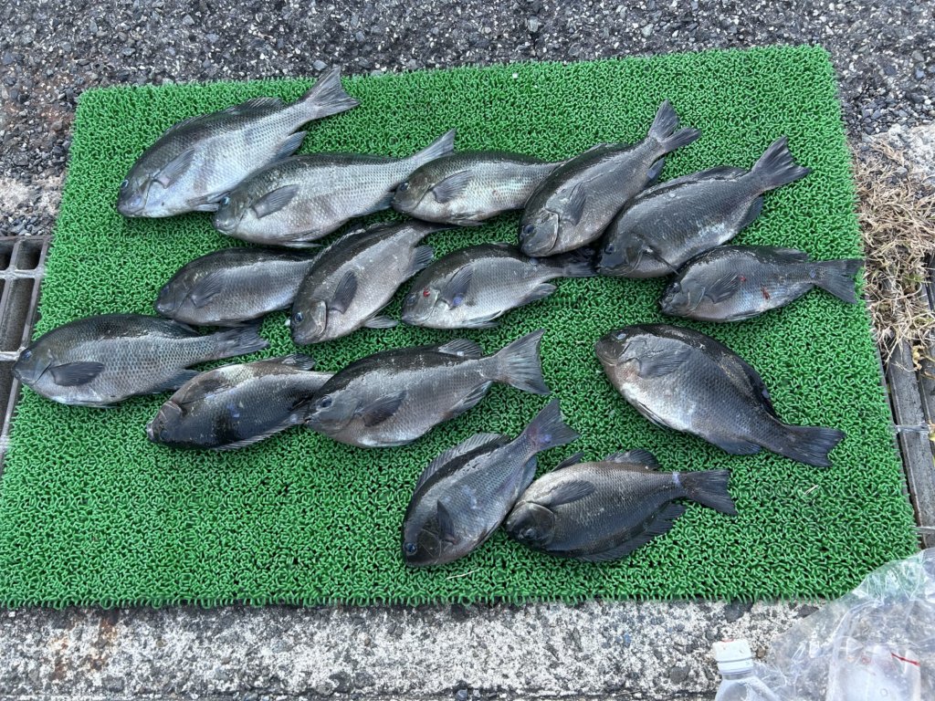 山陰 浜田港 渡船 金時丸 2025年11月14日 波止 釣果報告7