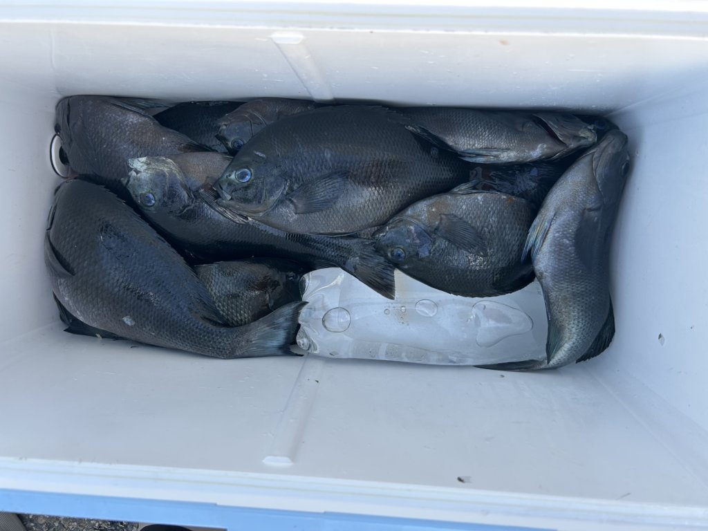 山陰 浜田港 渡船 慶禄 2025年11月16日磯 釣果報告4