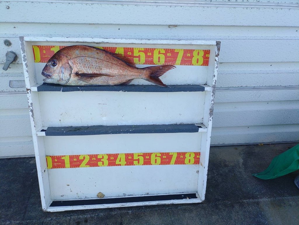 山陰 浜田港 渡船 慶禄 2025年11月22日磯 釣果報告3