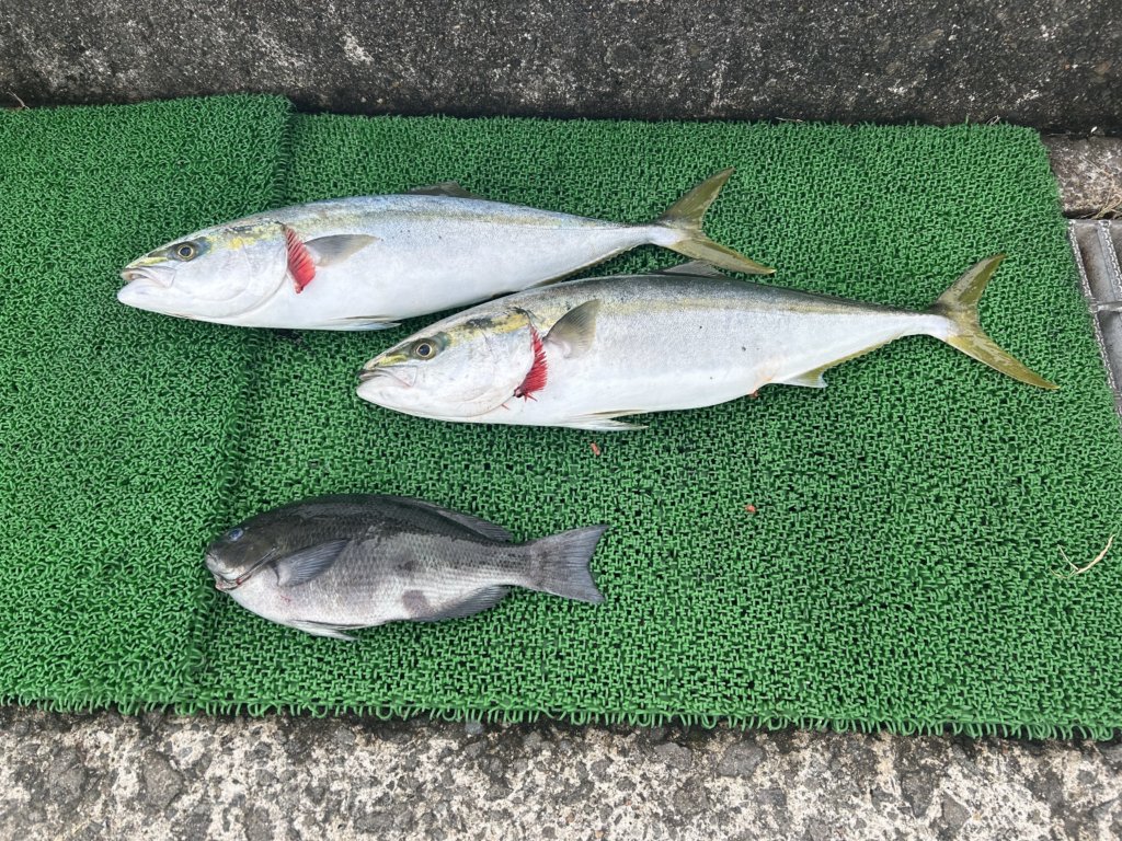 山陰 浜田港 渡船 金時丸 2025年11月24日 波止 釣果報告2