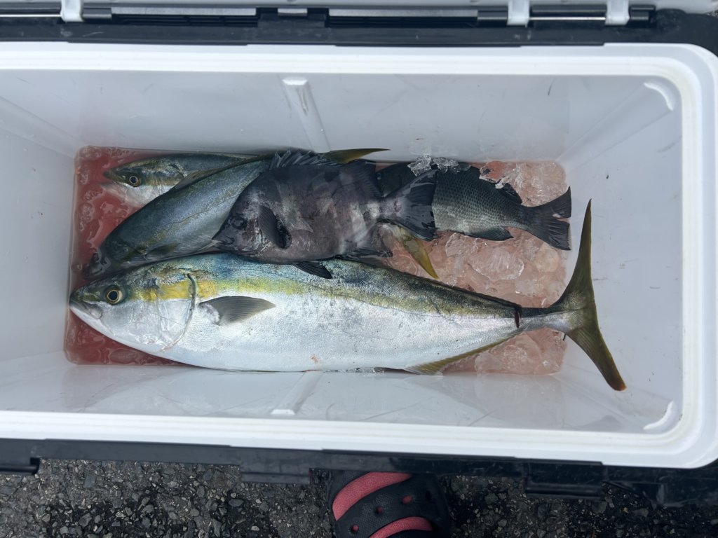 山陰 浜田港 渡船 金時丸 2025年11月24日 波止 釣果報告3