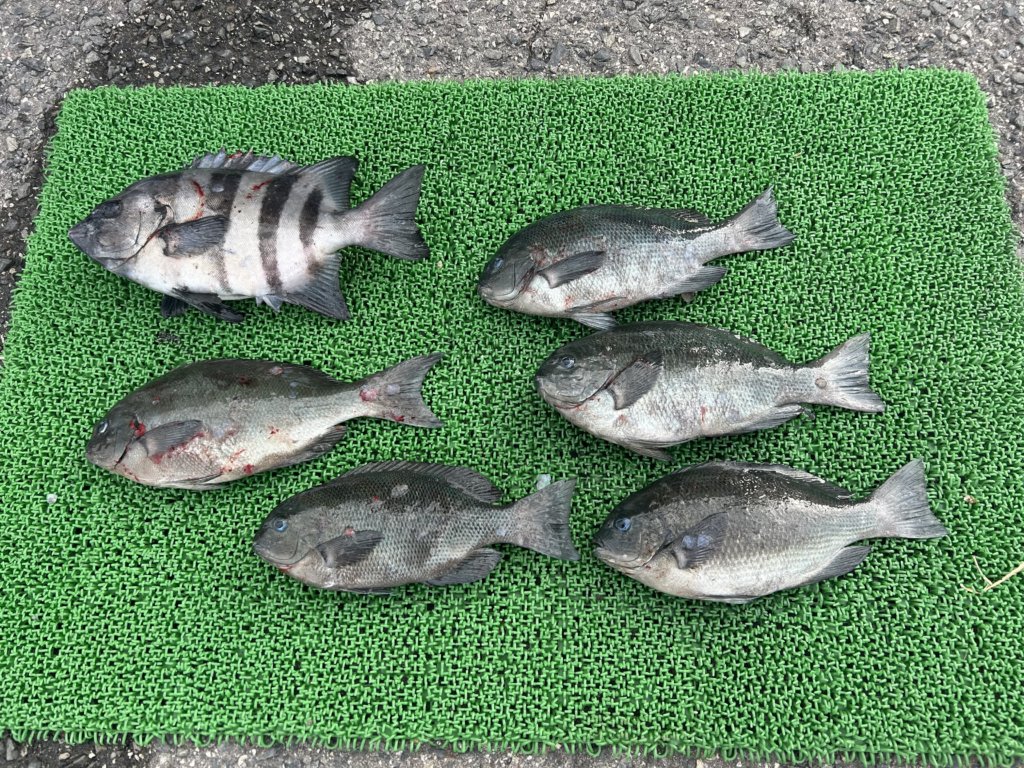 山陰 浜田港 渡船 慶禄 2025年11月24日磯 釣果報告3