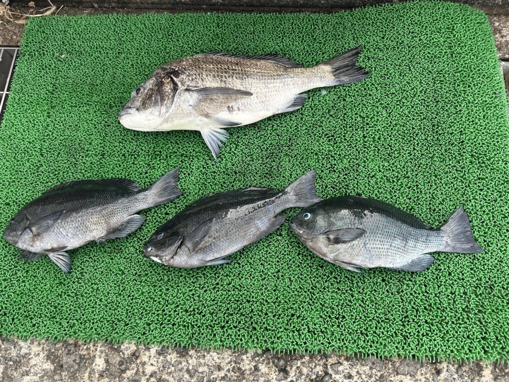 山陰 浜田港 渡船 慶禄 2025年11月24日磯 釣果報告2