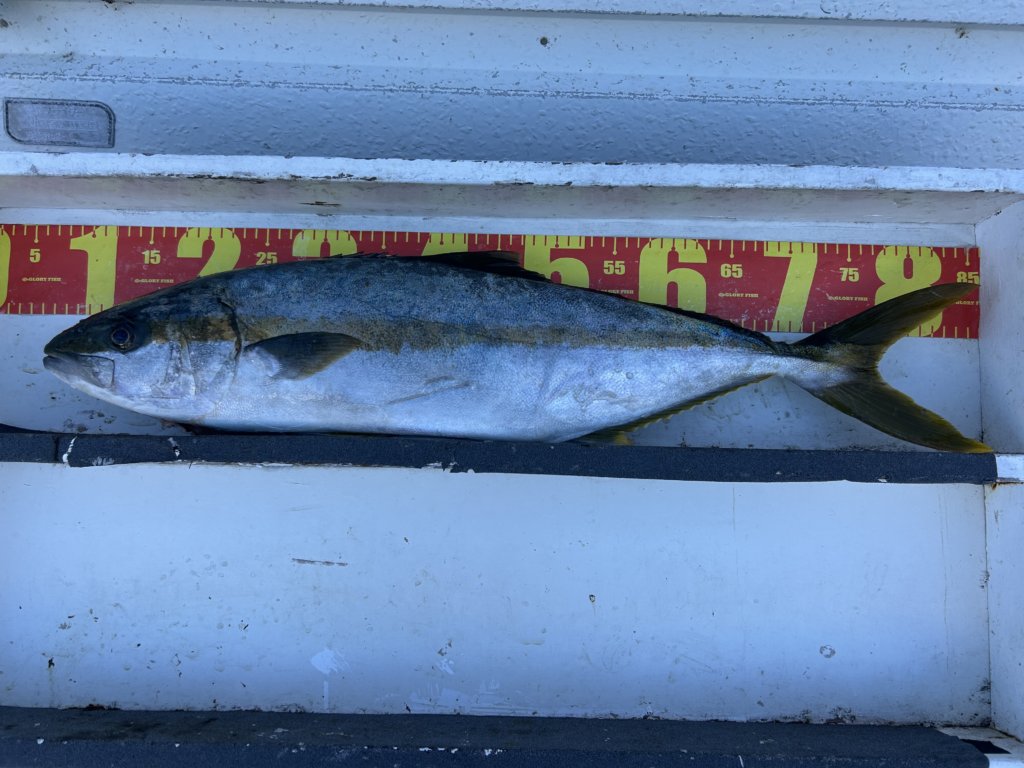 山陰 浜田港 渡船 金時丸 2025年11月29日 波止 釣果報告5