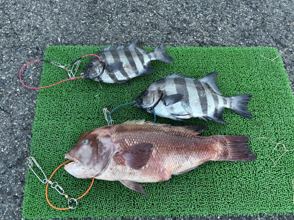 山陰 浜田港 渡船 慶禄 2025年11月29日磯 釣果報告2