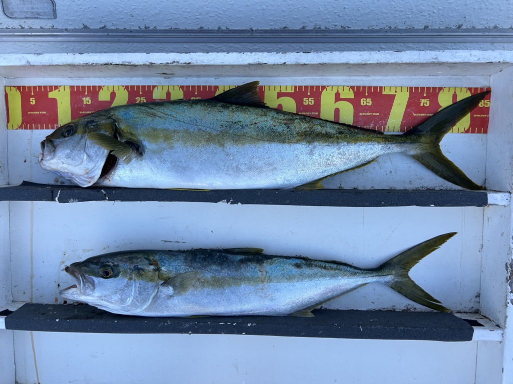 山陰 浜田港 渡船 金時丸 2025年11月29日 波止 釣果報告3