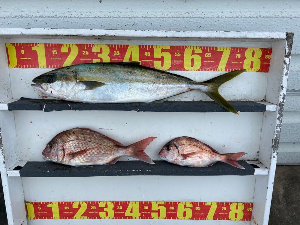 山陰 浜田港 渡船 金時丸 2025年12月2日 波止 釣果報告3