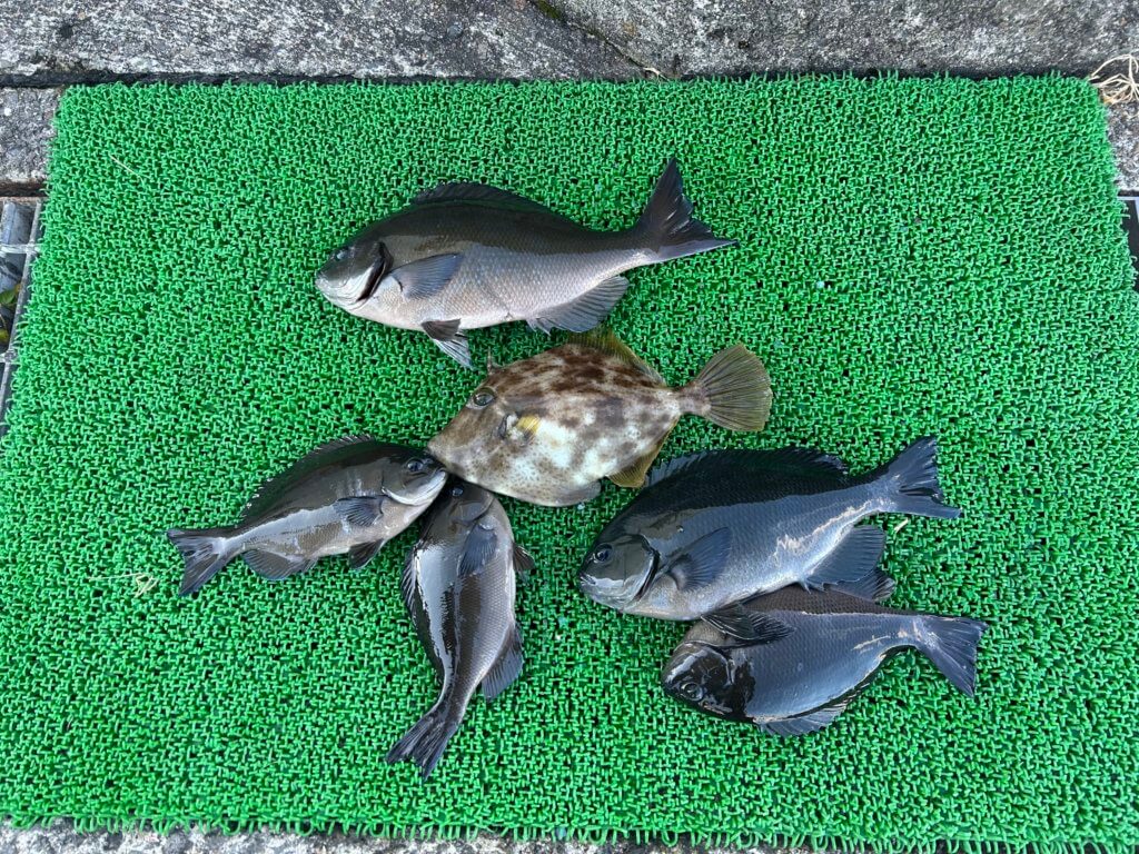 山陰 浜田港 渡船 慶禄 2025年12月6日磯 釣果報告1