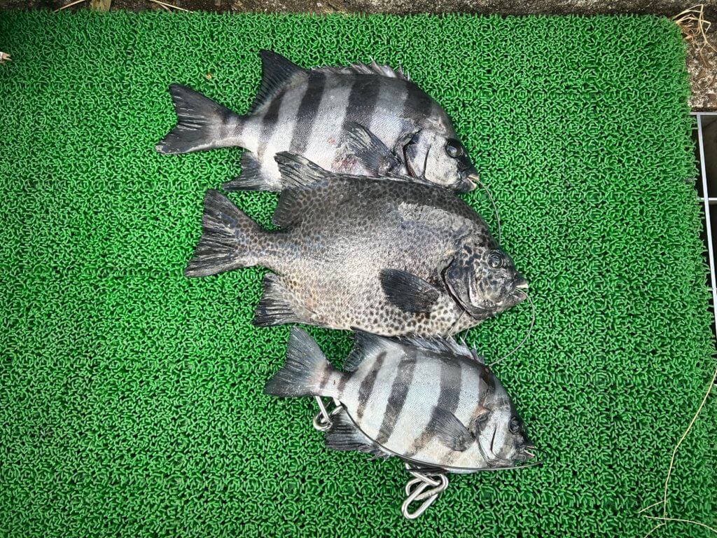 山陰 浜田港 渡船 金時丸 2025年12月9日 波止 釣果報告3